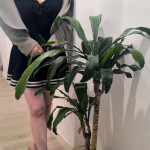 MANS D'OR CHINESE MASSAGE SPA.