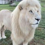 Busco chico para trabajar de masajista