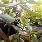 Plaza libre para chica de 19 a 25 años