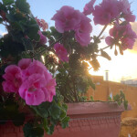 Isabella novedad en Murcia