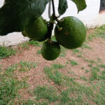 SE PRECISA CHICA CALAFELL