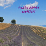 SE NECESITA COMPAÑERA