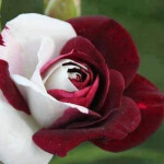 Maria Maria rubia maravillosa ciutadella