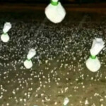 Coín MORENAZA CURVI llámame y te informo 24 7