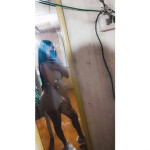 Tu latina preferida - Hola! Soy Yamila una deslumbrante trans peruana en Bilbao lista para cautivart